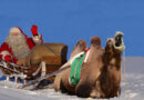 Grand Remplacement : Les rennes du Père Noël remplacés par des chameaux
